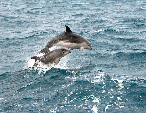 Dolphins jumping from waves near Orkney