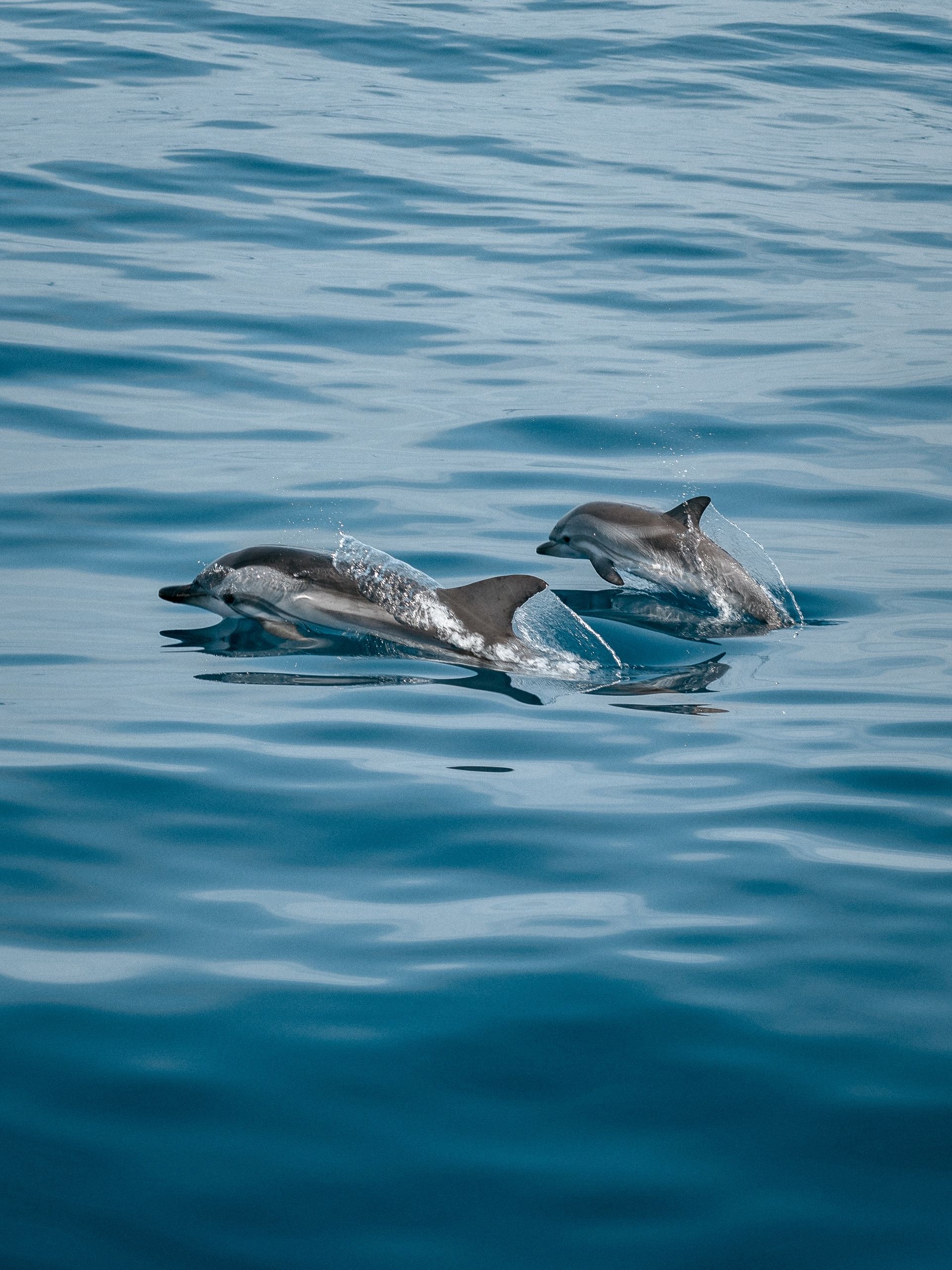 Dolphins swimming in calm blue Orkney waters