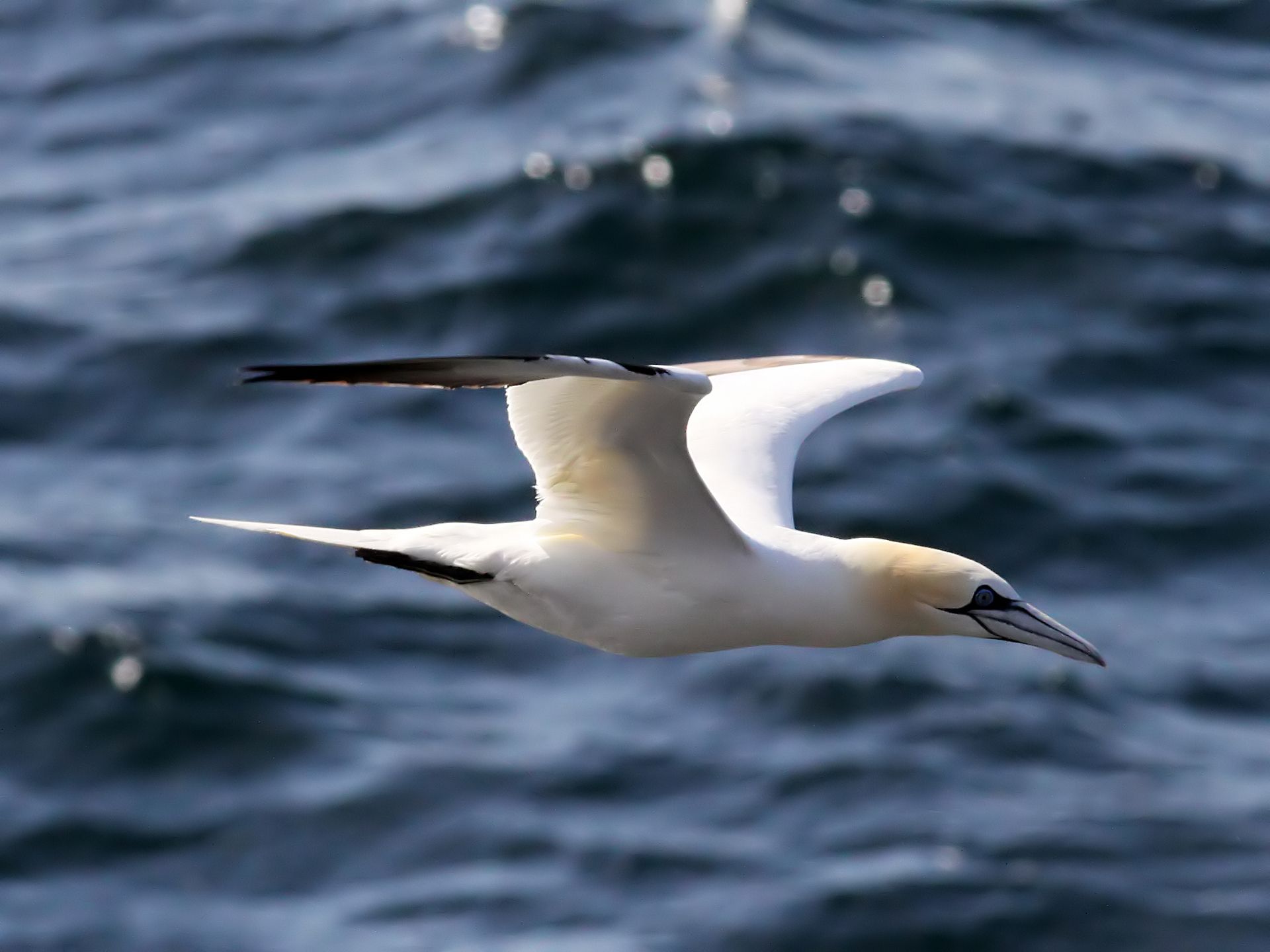 Northern gannet in flight over Orkney sea