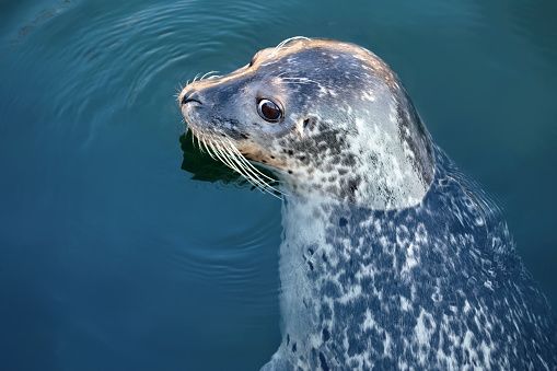 Harbour seal portrait in Orkney waters