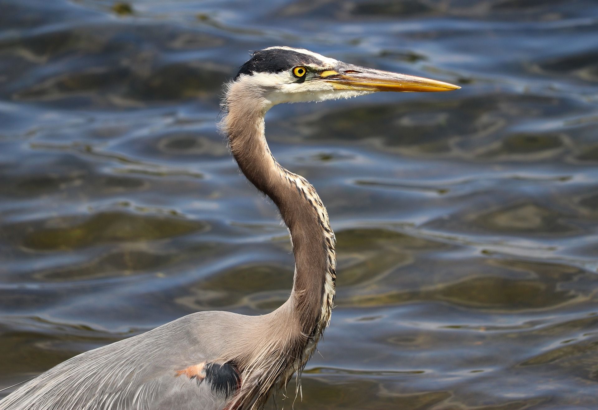 Heron by Orkney waters — wildlife spotted on tours
