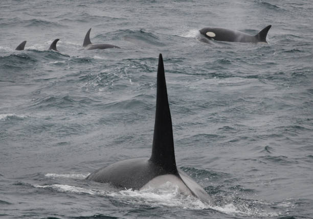 Pod of orcas surfacing in Orkney waters