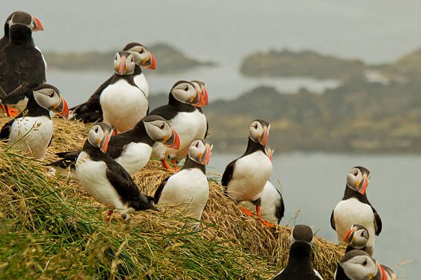 Puffin colony on clifftop overlooking Orkney islands