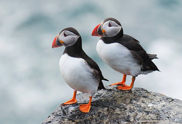 Pair of puffins on coastal rocks in Orkney